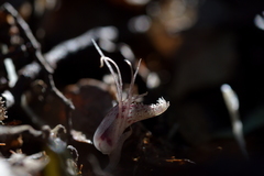 Corybas cryptanthus