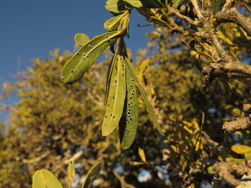 Image of Boscia oleoides by (c) Christiaan Viljoen, some rights reserved (CC BY)