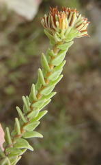 Crassula ericoides ericoides