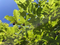 Uncaria lanosa
