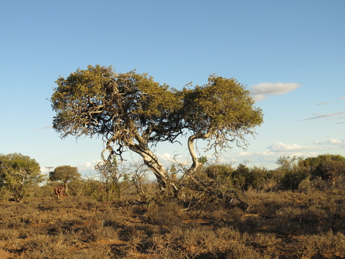 Image of Boscia oleoides by (c) Christiaan Viljoen, some rights reserved (CC BY)