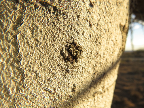 Image of Boscia oleoides by (c) Christiaan Viljoen, some rights reserved (CC BY)