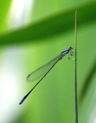 Aciagrion