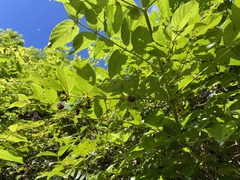 Uncaria lanosa