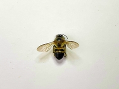 Apis cerana