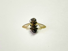 Apis cerana