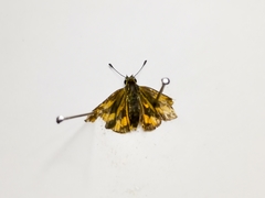 Taractrocerini