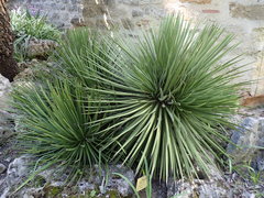 Agave stricta
