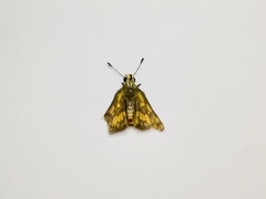 Taractrocerini