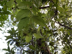 Uncaria lanosa