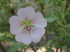 Anisodontea capensis