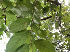 Uncaria lanosa