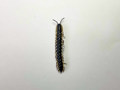 Asiomorpha coarctata