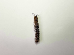 Asiomorpha coarctata