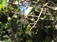 Pseudoscolopia polyantha