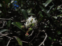 Pseudoscolopia polyantha