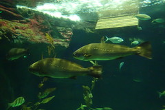 Argyrosomus regius
