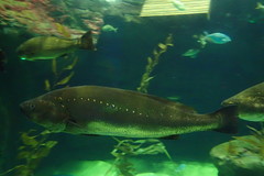 Argyrosomus regius