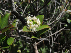 Pseudoscolopia polyantha