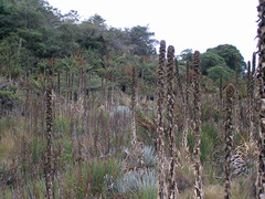 Puya dasylirioides