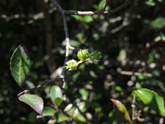 Pseudoscolopia polyantha