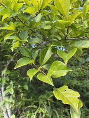 Ilex kusanoi