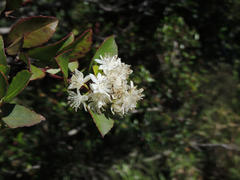 Pseudoscolopia polyantha