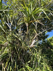 Freycinetia formosana