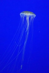 Chrysaora pacifica