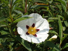 Cistus