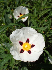 Cistus