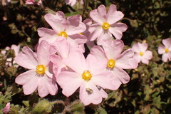 Cistus
