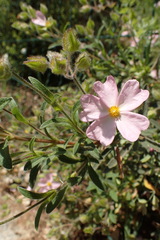 Cistus