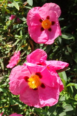 Cistus