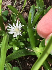 Delosperma affine