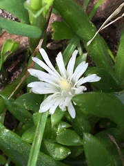 Delosperma affine