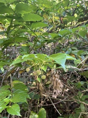 Uncaria lanosa