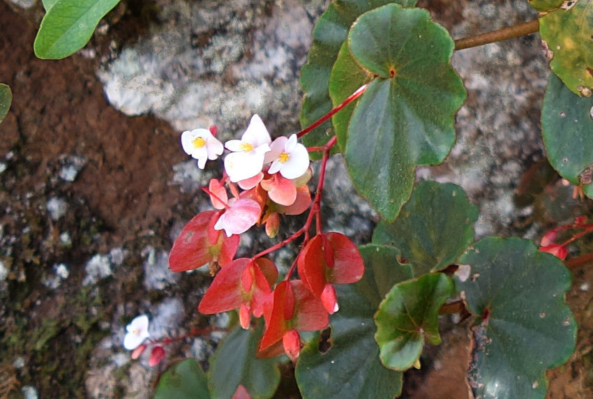 woolly bear begonia