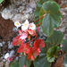 Woolly Bear Begonia - Photo (c) lougarou, some rights reserved (CC BY-NC), uploaded by lougarou