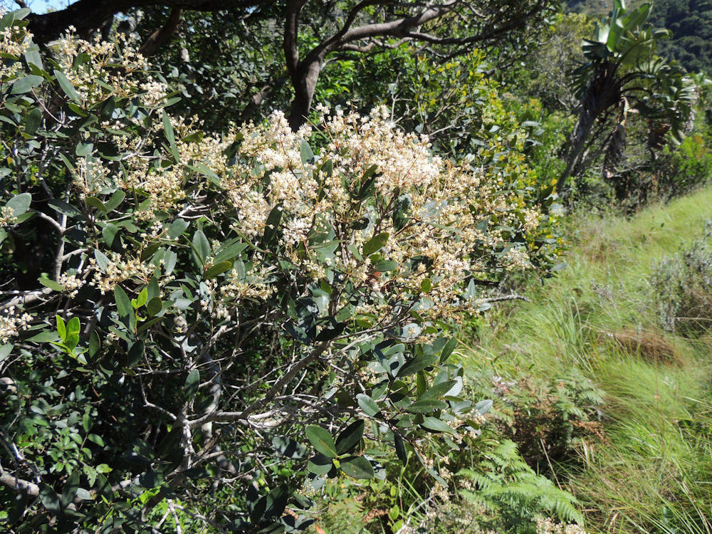 False Waterberries