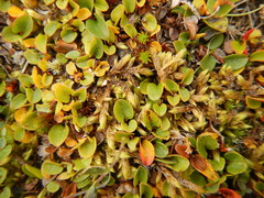 Salix nummularia