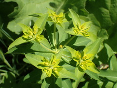 Euphorbia oblongata