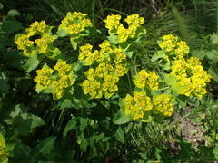 Euphorbia oblongata