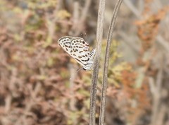 Tarucus theophrastus