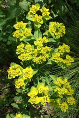 Euphorbia oblongata