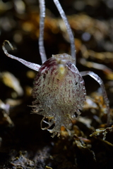 Corybas cryptanthus