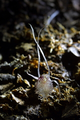 Corybas cryptanthus