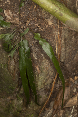 Asplenium attenuatum