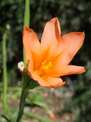 Ixia pumilio