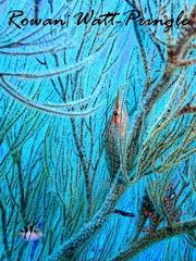 Oxycirrhites typus